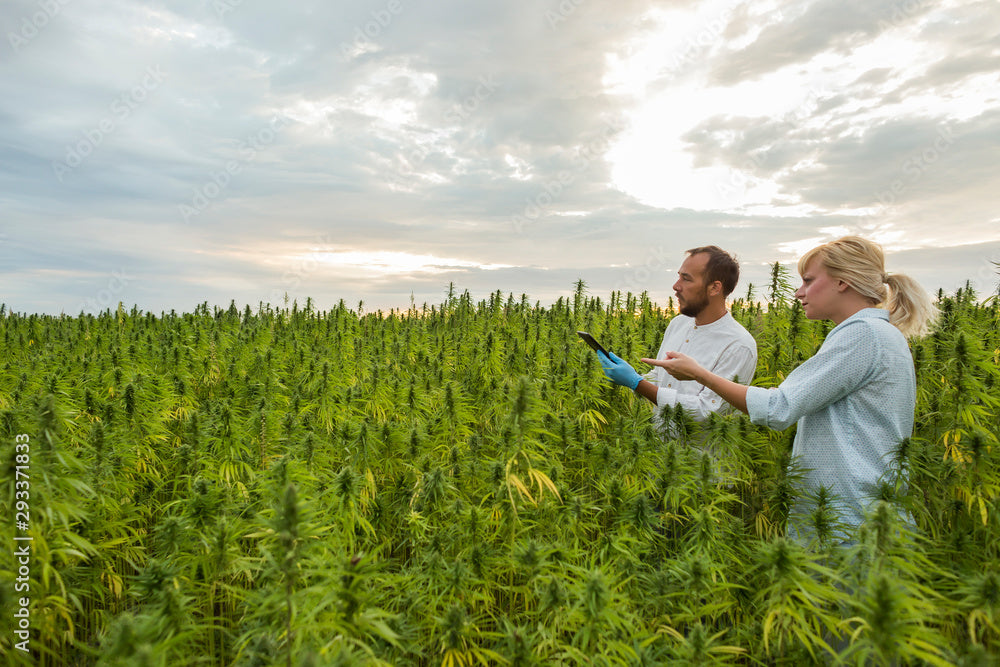 Hemp Cultivation THChill